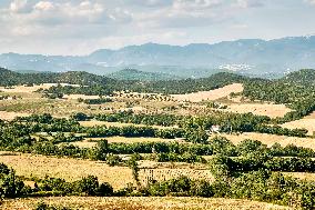 Lavandin Harvest - Alpes-de-Haute-Provence