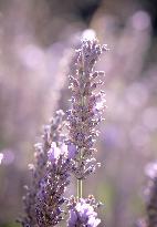 Lavandin Harvest - Alpes-de-Haute-Provence