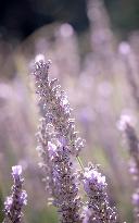 Lavandin Harvest - Alpes-de-Haute-Provence