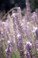 Lavandin Harvest - Alpes-de-Haute-Provence