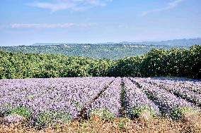 Lavandin Harvest - Alpes-de-Haute-Provence