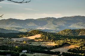 Lavandin Harvest - Alpes-de-Haute-Provence