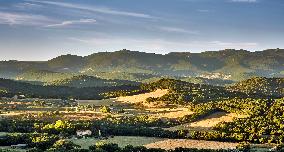 Lavandin Harvest - Alpes-de-Haute-Provence