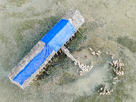 Flock Of Sheep In Bangladesh