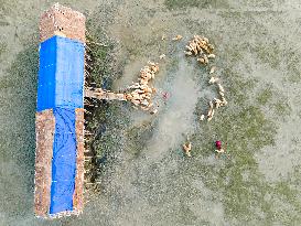 Flock Of Sheep In Bangladesh