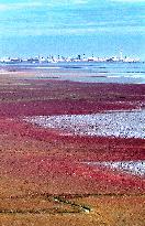 Red Beach Scenic Area - China