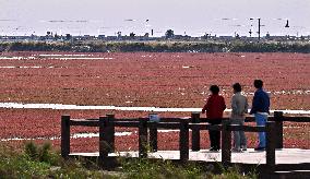 Red Beach Scenic Area - China