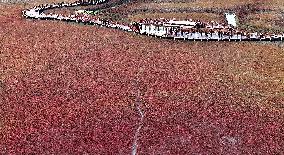 Red Beach Scenic Area - China