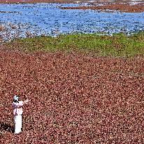 Red Beach Scenic Area - China