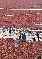 Red Beach Scenic Area - China