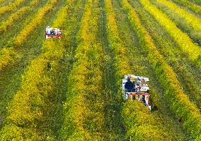 Rice Harvest in Taizhou