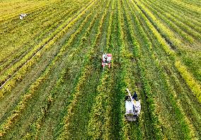 Rice Harvest in Taizhou