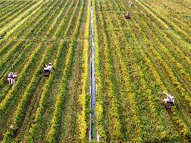 Rice Harvest in Taizhou