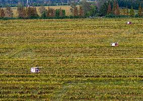 Rice Harvest in Taizhou