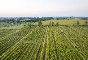 Rice Harvest in Taizhou