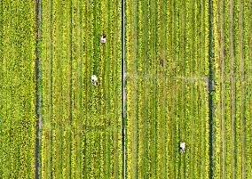 Rice Harvest in Taizhou