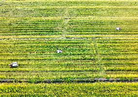 Rice Harvest in Taizhou