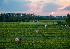 Rice Harvest in Taizhou