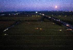 Rice Harvest in Taizhou