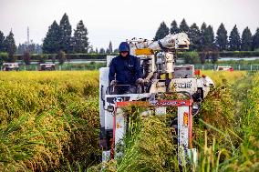 Rice Harvest in Taizhou