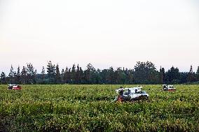 Rice Harvest in Taizhou