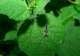 Lymantriinae - Tussock Moth Larva - Animal India