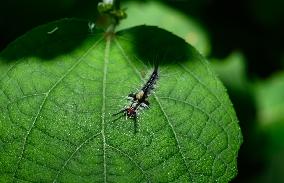 Lymantriinae - Tussock Moth Larva - Animal India