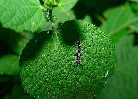 Lymantriinae - Tussock Moth Larva - Animal India