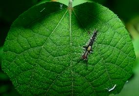 Lymantriinae - Tussock Moth Larva - Animal India