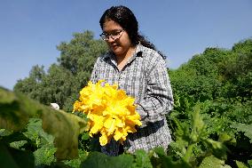 Squash Blossom In Mexico City