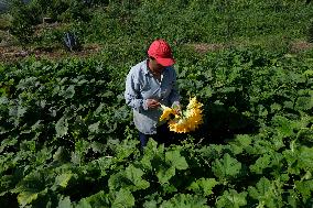 Squash Blossom In Mexico City