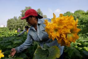 Squash Blossom In Mexico City