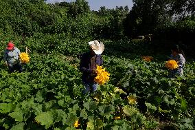 Squash Blossom In Mexico City