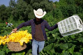 Squash Blossom In Mexico City