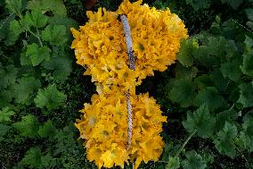 Squash Blossom In Mexico City