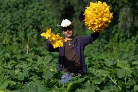 Squash Blossom In Mexico City