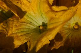 Squash Blossom In Mexico City