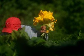 Squash Blossom In Mexico City