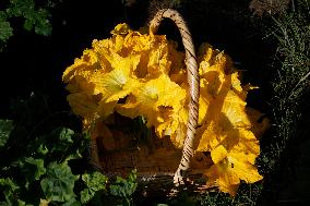 Squash Blossom In Mexico City