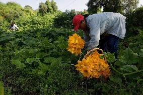 Squash Blossom In Mexico City