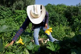 Squash Blossom In Mexico City