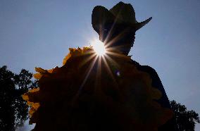 Squash Blossom In Mexico City