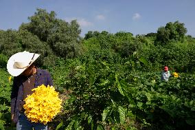 Squash Blossom In Mexico City