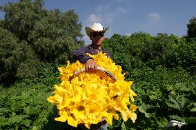 Squash Blossom In Mexico City