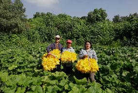 Squash Blossom In Mexico City