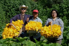 Squash Blossom In Mexico City