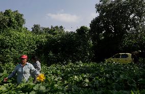 Squash Blossom In Mexico City