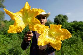 Squash Blossom In Mexico City