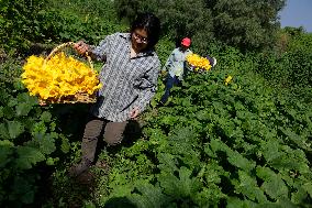 Squash Blossom In Mexico City