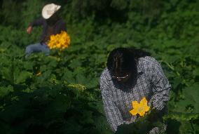 Squash Blossom In Mexico City